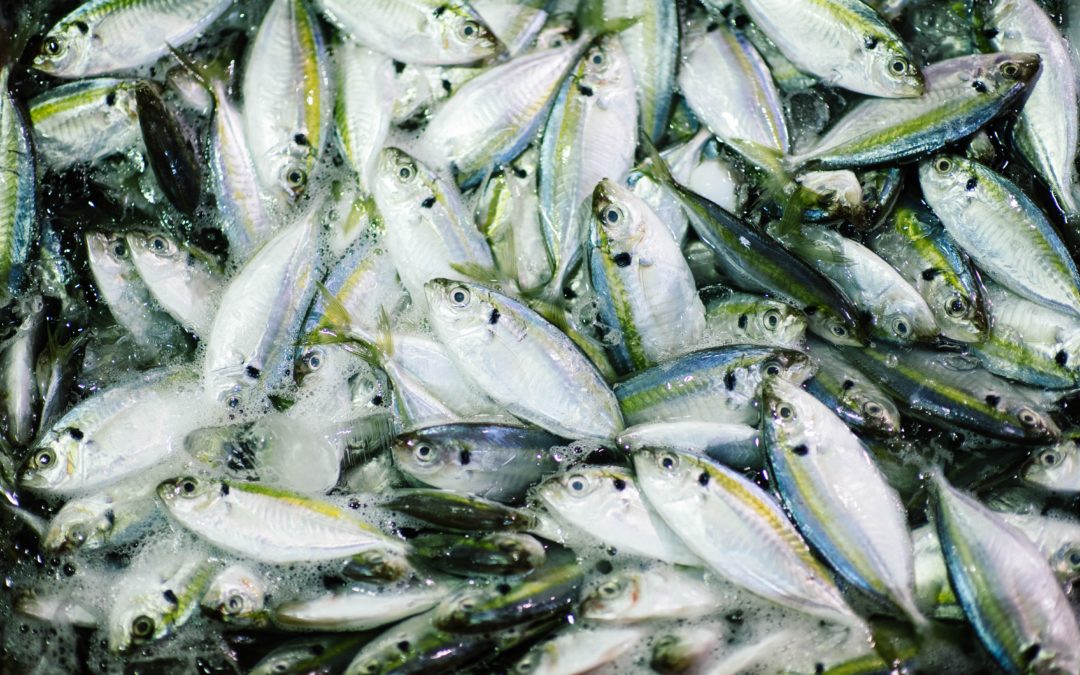 E & J Fish Farm: Producing fish farming results with the right aerator