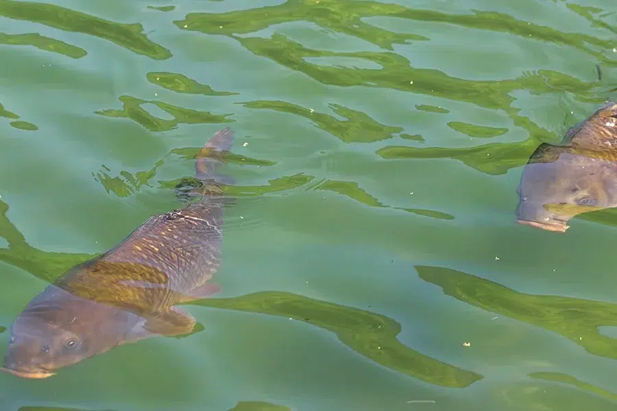 Smarter Feeding for Stronger Fish - Air-O-Lator - Pond Aeration & Maintenance Products