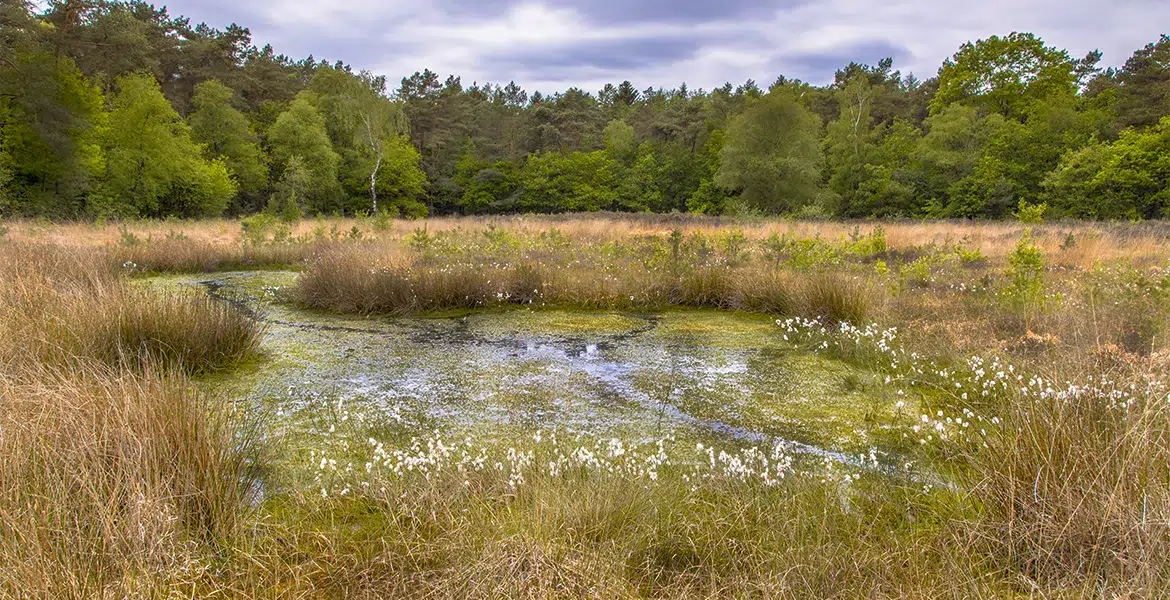 How Bacteria Packs Bust Algae for Good - Air-O-Lator - Pond Aeration & Maintenance Products