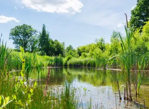 Why Pond Bacteria is a Springtime Essential - Air-O-Lator - Pond Aeration & Maintenance Products