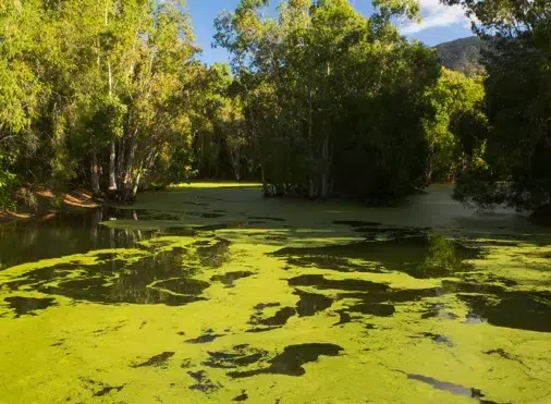 Choosing the Right Electric Pond Aerator: Deep vs. Shallow Options - Air-O-Lator - Pond Aeration & Maintenance Products