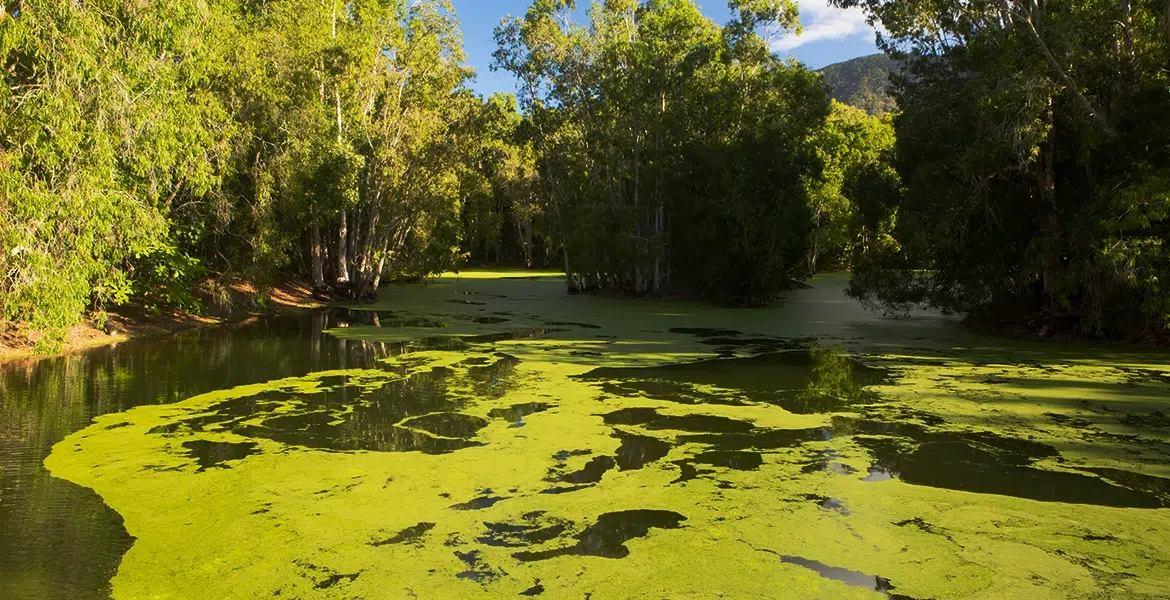 Choosing the Right Electric Pond Aerator: Deep vs. Shallow Options - Air-O-Lator - Pond Aeration & Maintenance Products